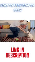HOW TO TECH DOG STAY  CUTE DOG