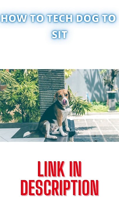 HOW TO TECH DOG SIT CUTE DOG TEACH YOUR DOG