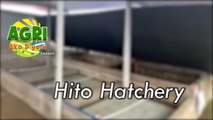 Hito Hatchery