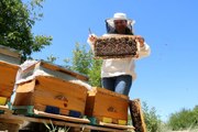 Bilim insanından arı ölümlerine karşı kış öncesi besin takviyesi uyarısı- Arıcılar, bal üretiminde son 10 yılın en kötü sezonunu geçiriyor