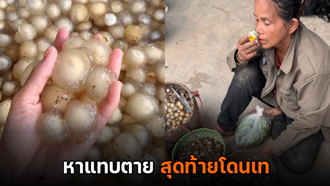 สุดสงสาร ! คุณยายรับออร์เดอร์เก็บเห็ด 10 กิโล สุดท้ายโดนเท นั่งหมดแรงลมแทบจับ