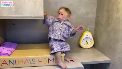 BiBi steals Ody cat's hammock try not to laugh