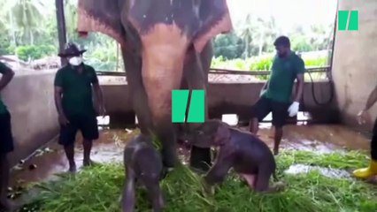 Rare naissance de jumeaux éléphanteaux au Sri Lanka