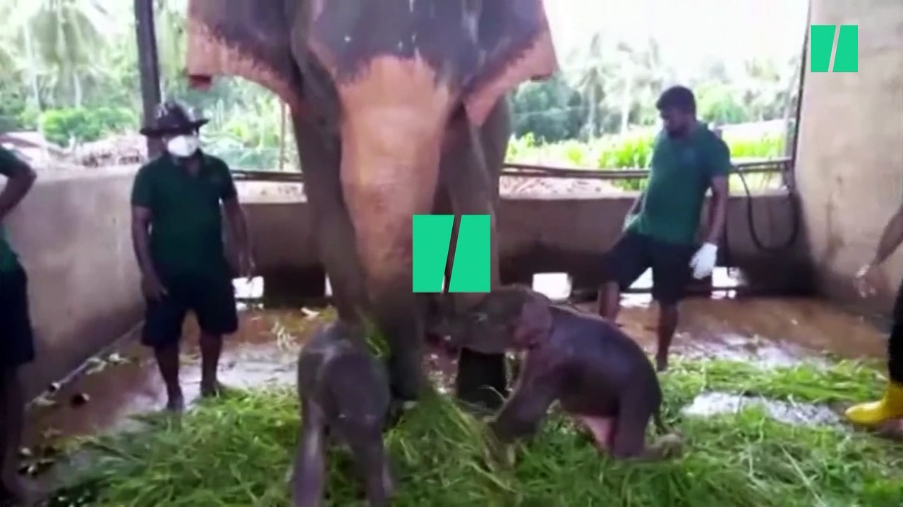 Rare naissance de jumeaux éléphanteaux au Sri Lanka