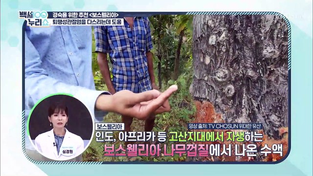 관절염 ‘통증·염증’ 한 번에 잡자✌ 『보스웰리아』 TV CHOSUN 20210901 방송