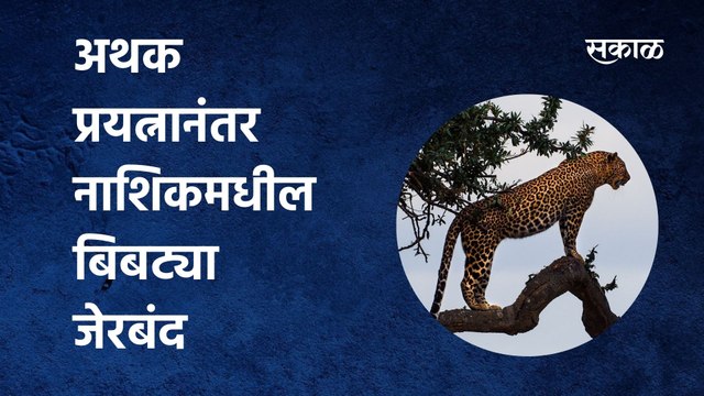 Nashik: अथक प्रयत्नानंतर नाशिकमधील बिबट्या जेरबंद