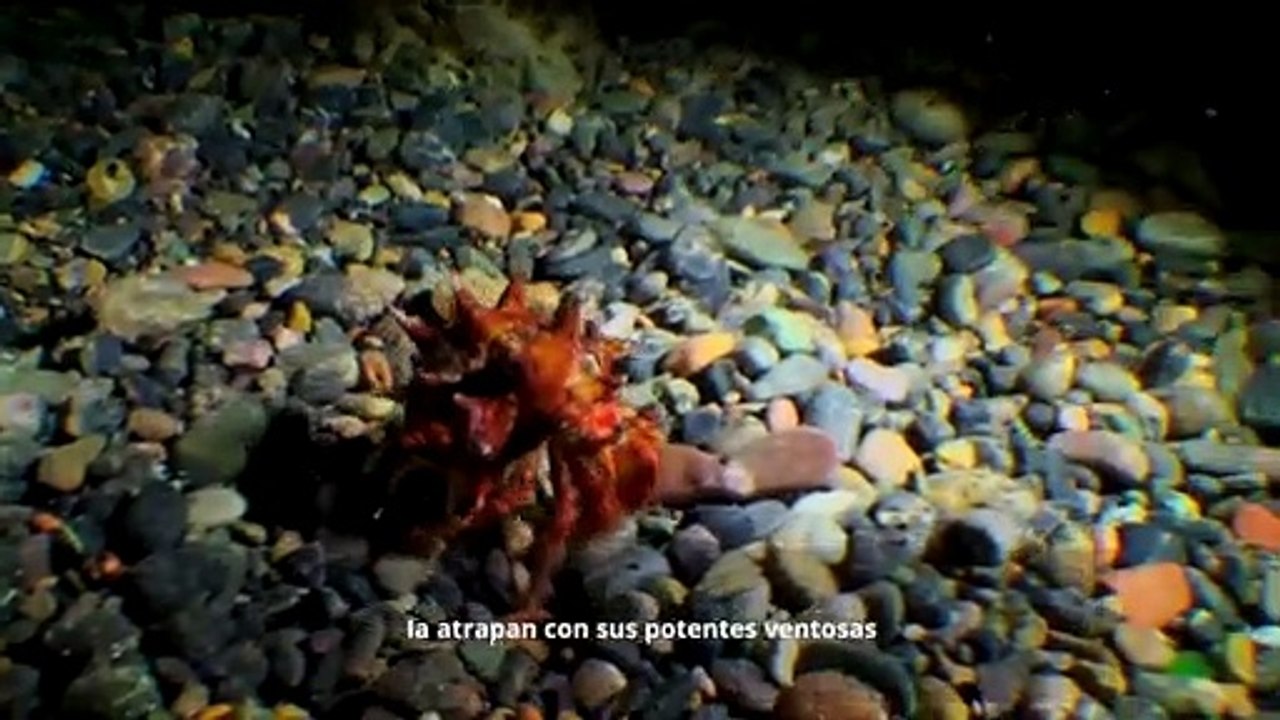 Las asombrosas capacidades de caza del pulpo