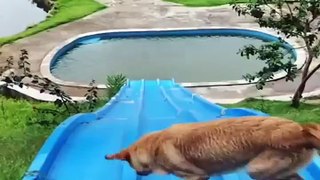 Funniest Animals -Cutest video Ever  Best Of The 2021 Funny Animal Videos.cute pet