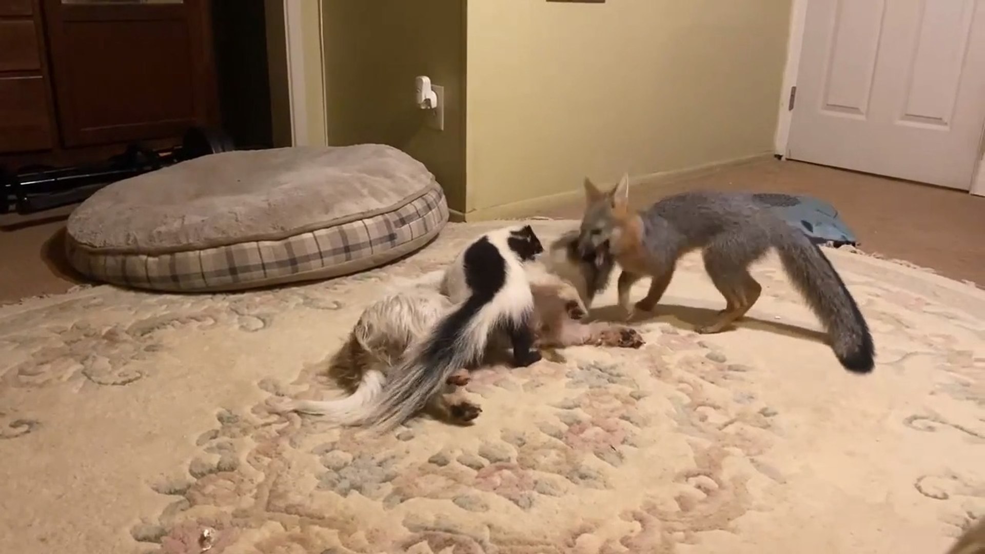 Dog Plays With Fox and Skunk Inside House