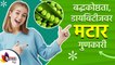 मटारचे आरोग्यदायी फायदे | Health Benefits of Green Peas | Lokmat sakhi