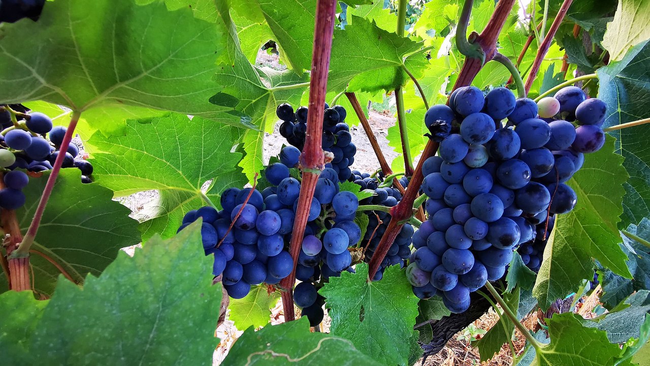 Szálka - ein grünes juwel im süden ungarns