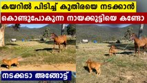 Watch Video: Small Dog Takes His Friend 'Horse' On a Walk | Oneindia Malayalam