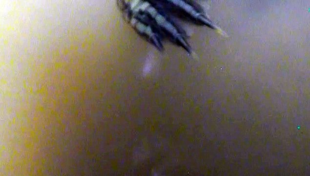 【Lamu chan】3487【ラムちゃん】