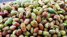 التين الشوكي.. فاكهة المصريين المفضلة خلال الصيف ذات الفوائد الصحية المتنوعة