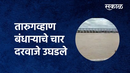 Heavy Rain 2021: तारुगव्हाण बंधाऱ्याचे चार दरवाजे उघडले | Beed | Pohner | Sakal Media