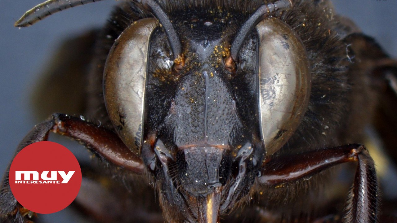 Descubren una abeja mitad macho y mitad hembra
