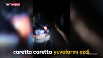 ATV'lerle caretta caretta yavrularını ezdiler