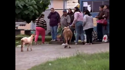 Crazy Goat and Sheep attacking people - Funny video compillation