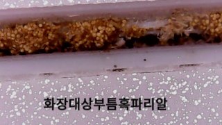 [인천] 검단 신도시 새 아파트에 혹파리·곰팡이...입주자 반발 / YTN