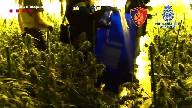 Más de 100 detenidos en una macrooperación contra el crimen organizado de origen albanés