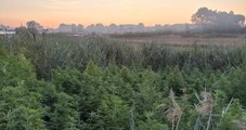 Ardea (RM) - Sequestrata piantagione di marijuana nelle campagne (01.09.21)
