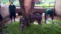 Adorable Twin Baby Elephants Just Born in Sri Lanka