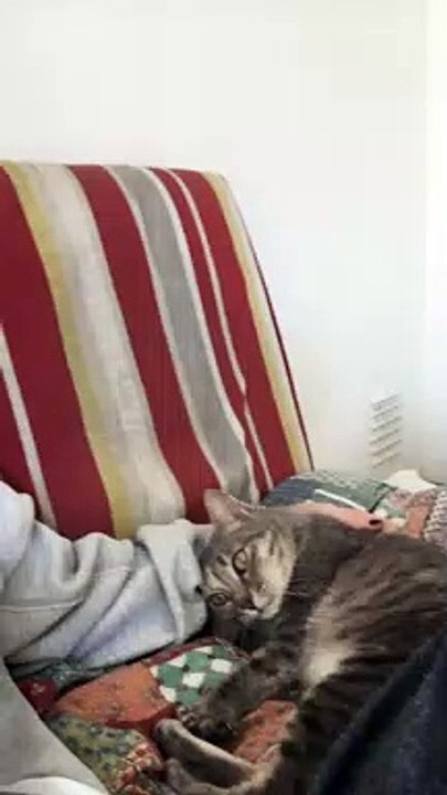 Having a Chat with the Cat
