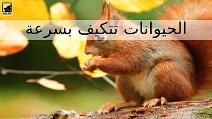 الحيوانات التي تتكيف بسرعة للبقاء على قيد الحياة في المدن والمناخات الجديدة