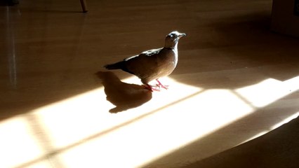 ONCE HA MUERTO | HOMENAJE A MI TÓRTOLA CIEGA | RESCATADA EN LA CALLE CON PROBLEMAS DE DESARROLLO