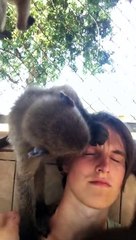 Monkey Gives a Detailed Grooming