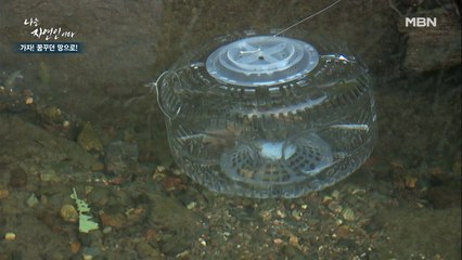 15분 만에 통발을 가득 채운다는 자연인만의 비법은?