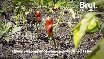 Au pied du plateau du Larzac, il cultive ses légumes autrement
