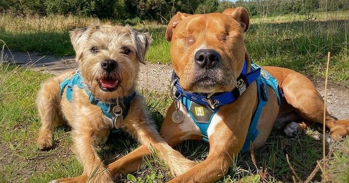 Un petit chien est devenu le guide de son ami aveugle et passionné de randonnée