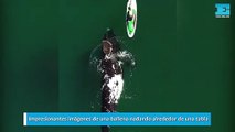 Impresionantes imágenes de una ballena nadando alrededor de una tabla