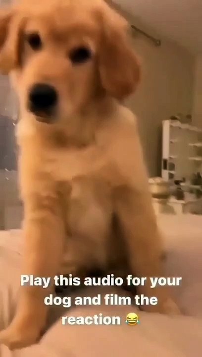 Dancing dog