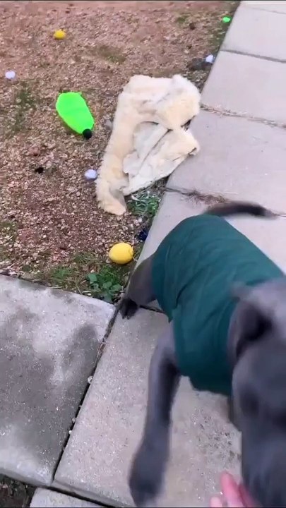dogs