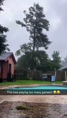 Begging Tree to 'Hold Strong' During Hurricane