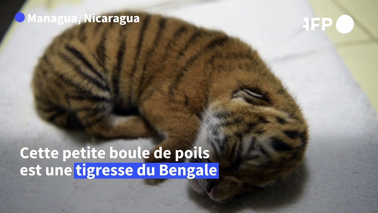 Naissance d'un tigre du Bengale, espèce menacée, au zoo du Nicaragua