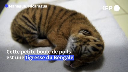 Naissance d'un tigre du Bengale, espèce menacée, au zoo du Nicaragua