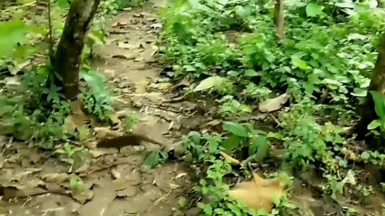 Hewan Garangan Berkeliaran Pagi Dan Sore Hari Di Perkampungan.