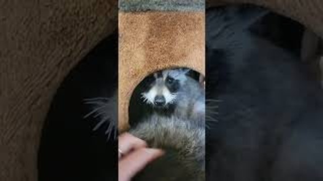 Rehabbed Raccoons Trash Room