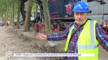 Le Journal - 01/09/2021 - TOURS / Diagnostic racinaire pour les platanes du boulevard Béranger