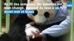 Les bébés pandas, "Fleur de coton" et "Petite neige" fêtent déjà leur premier mois à Beauval