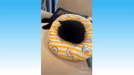 Best Funny Cats  And Dogs  Videos -Try Not To Laugh! 2021