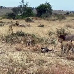 下载视频: Des lionnes protègent un léopard face à un lion !