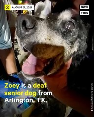 Firefighters Rescue Deaf, Senior Dog From Storm Drain