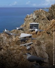 Scientists Use 'Bird Disco' to Boost Seabird Populations