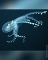 Glass Octopus Captured on Camera