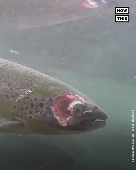 Underwater Footage Reveals Disturbing Conditions of Farmed Salmon
