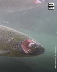 Underwater Footage Reveals Disturbing Conditions of Farmed Salmon
